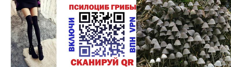 хочу   Фокино  Псилоцибиновые грибы MAGIC MUSHROOMS 